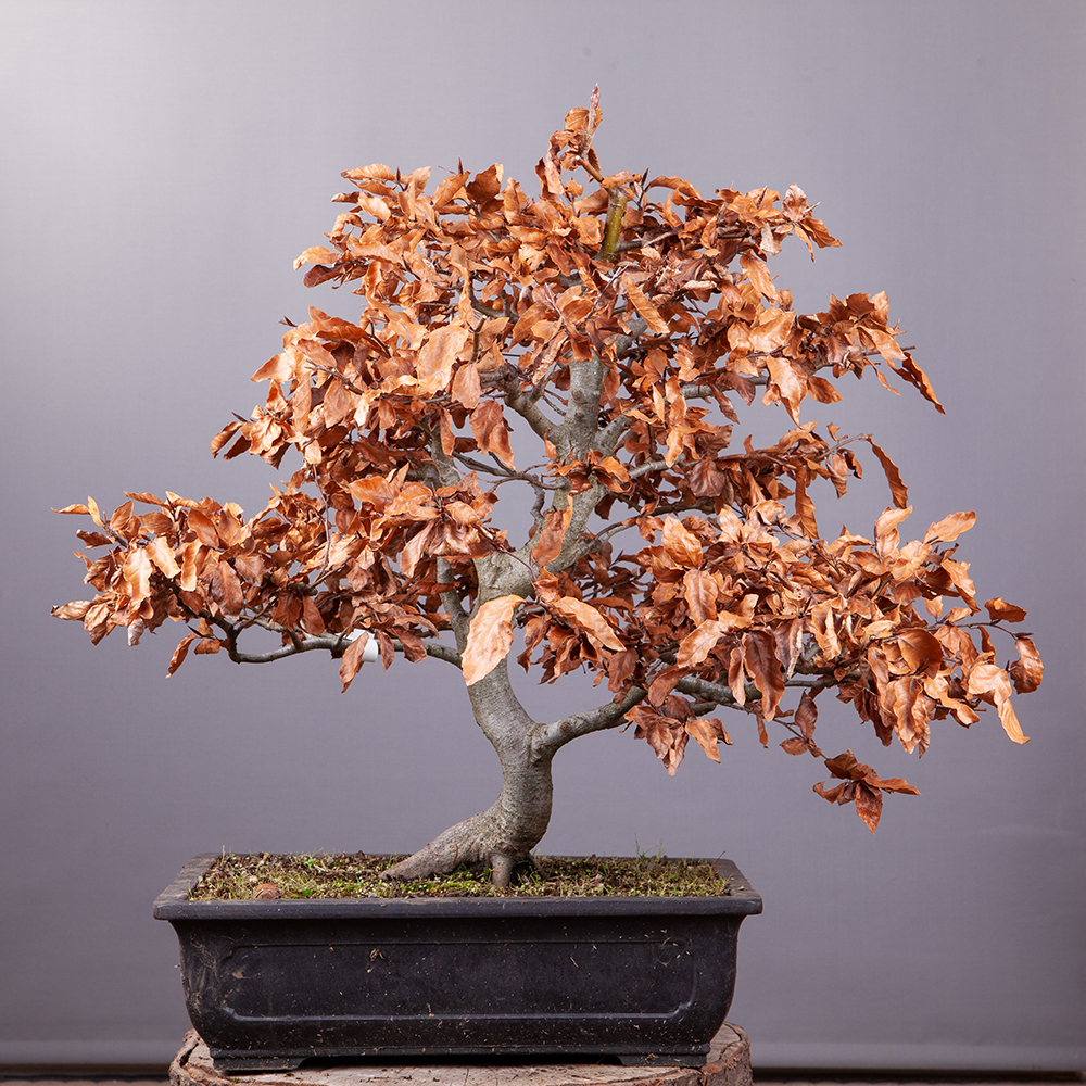 black raven glücksfeder Glücksfeder 'Raven' - Zamioculcas zamiifolia Raven main image 1