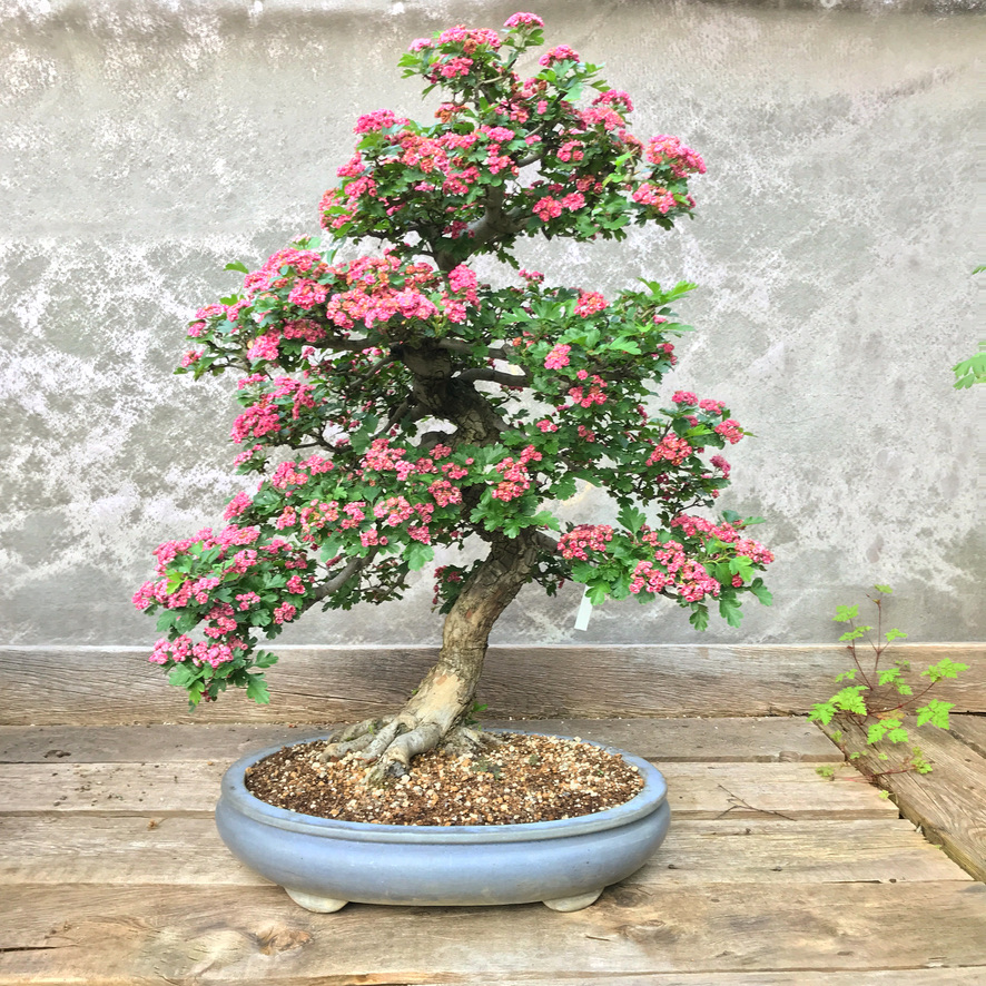 1199AFAA-4516-44C0-85CD-F210A64204C8_1_105_c - Bonsai-Werkstatt