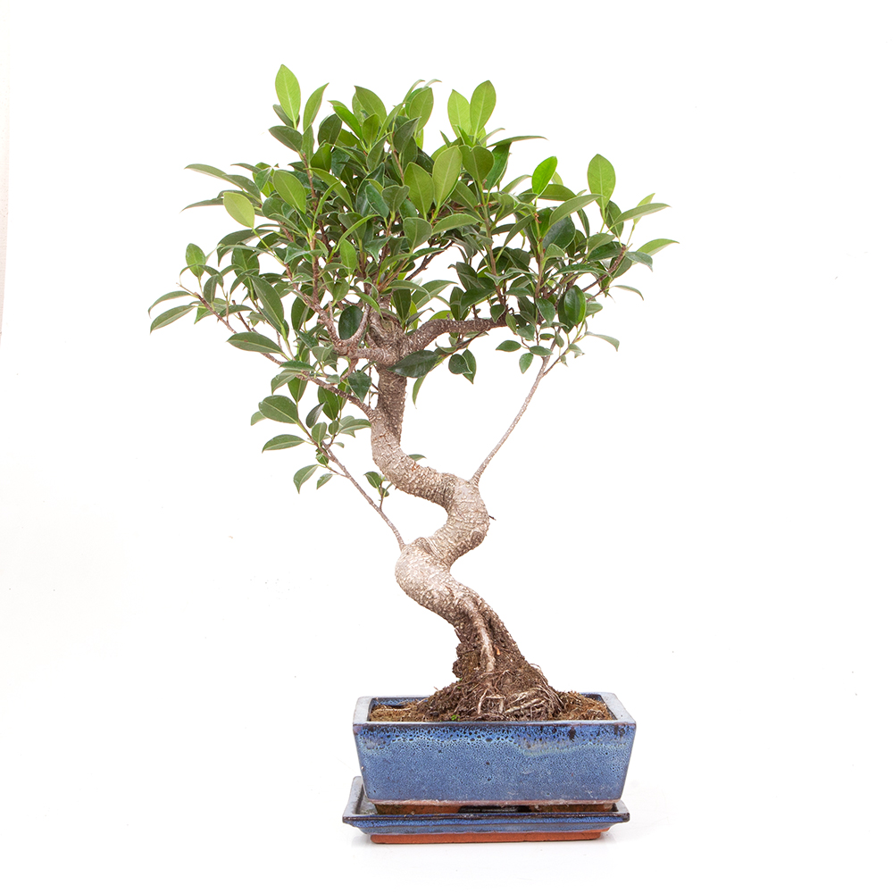 Bonsai5255 BonsaiWerkstatt
