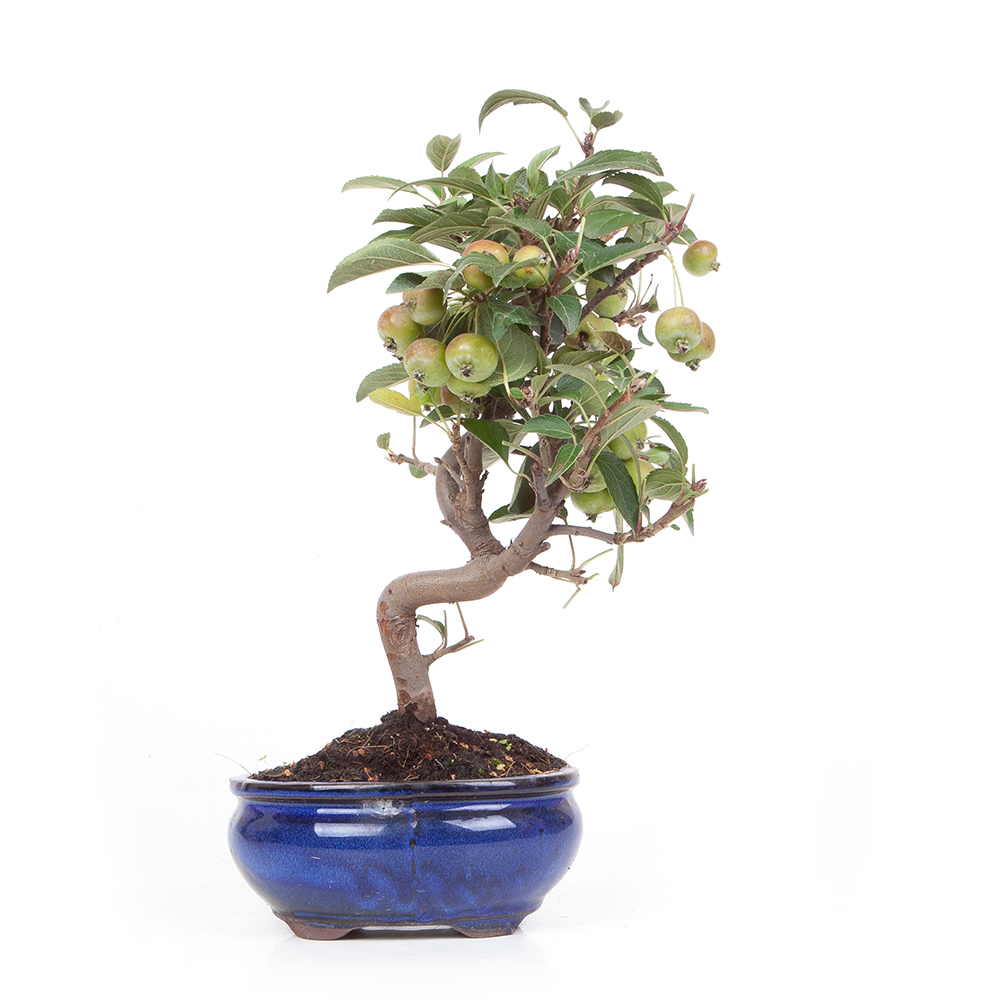 Bonsai5439 BonsaiWerkstatt