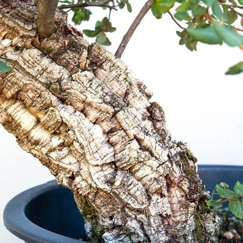 Korkeiche - Quercus suber  77cm – Bild 2