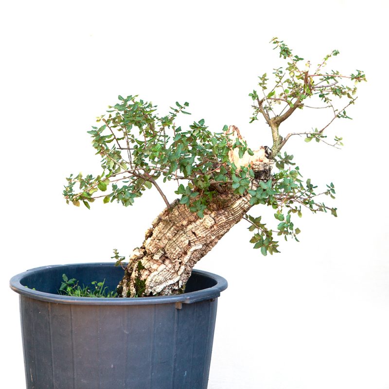 Korkeiche - Quercus suber  77cm – Bild 3