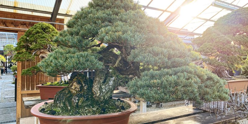 Seminar III (26b1): Arbeiten am Bonsai zu den verschiedenen Jahreszeiten
