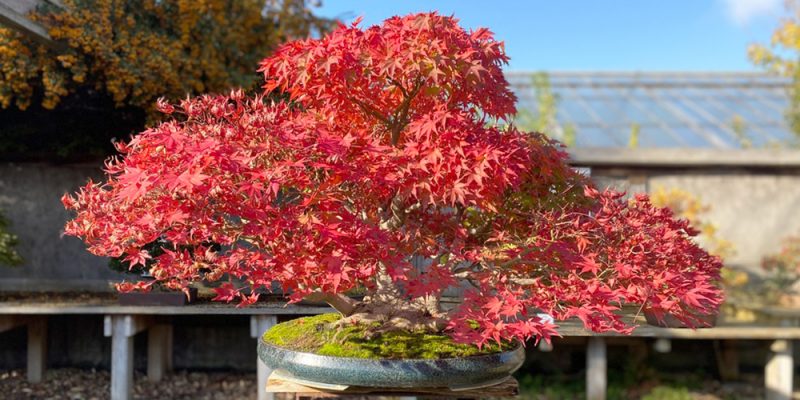 Seminar III (25c2): Arbeiten am Bonsai zu den verschiedenen Jahreszeiten