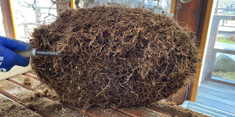 Wurzelballen eines Bonsai