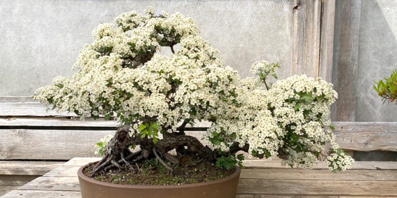 Seminar III (26a1): Arbeiten am Bonsai zu den verschiedenen Jahreszeiten