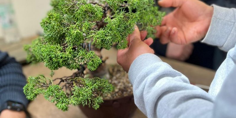 Seminar II (25z4): Praktische Übung für Bonsai-Einsteiger