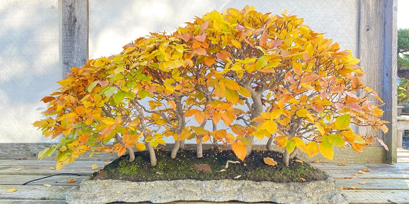 Bonsaiwald mit Herbstfärbung
