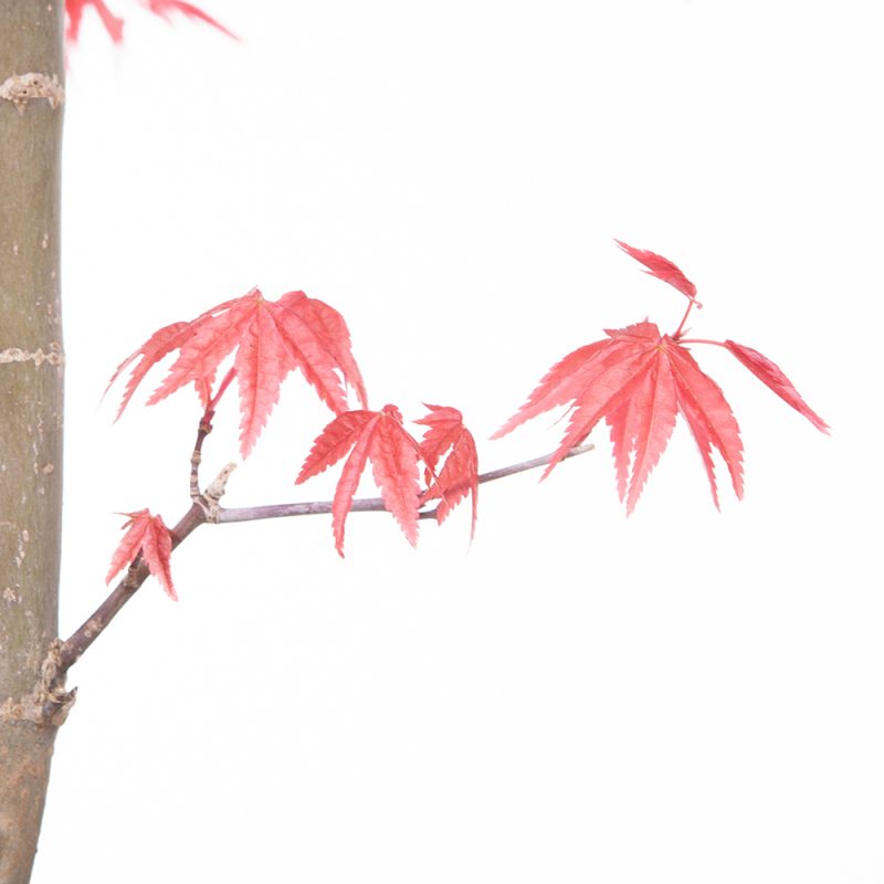 Japanischer Ahorn / Fächer-Ahorn Deshojo / Acer palmatum Deshojo 34cm – Bild 3