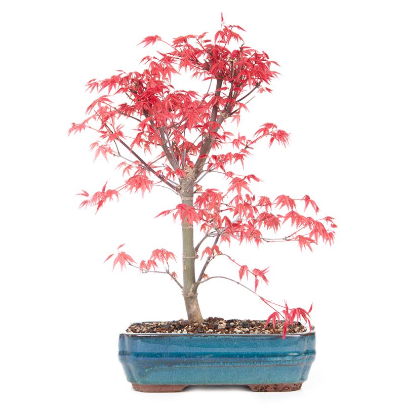 Japanischer Ahorn / Fächer-Ahorn Deshojo / Acer palmatum Deshojo 34cm – Bild 2
