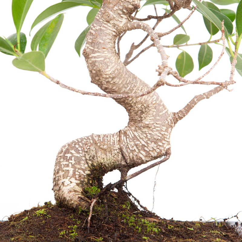 Chinesische Feige - Ficus microcarpa 38cm – Bild 2