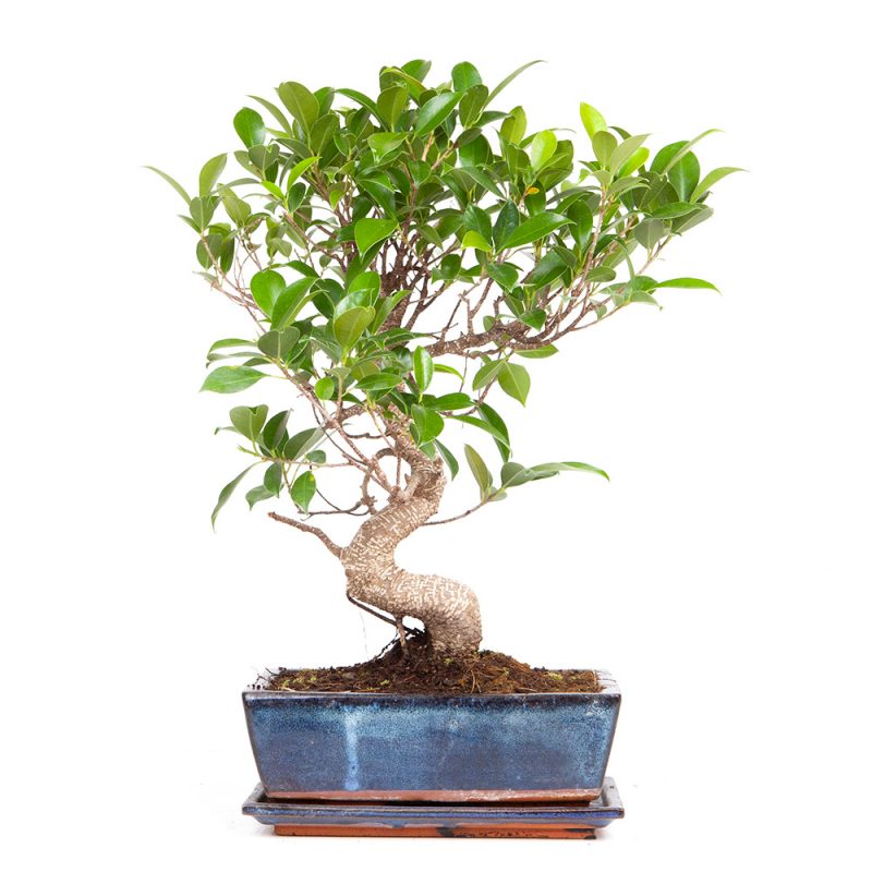 Chinesische Feige - Ficus microcarpa 38cm – Bild 3
